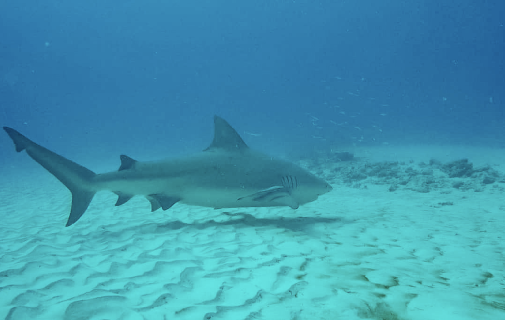 Backpacking the Yucatan Peninsula Itinerary 10 Bull sharks in Playa del Carmen