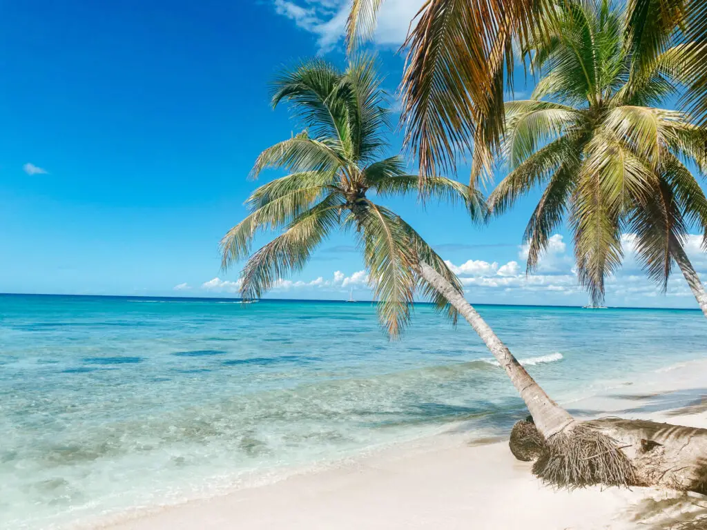 palm trees on saona island