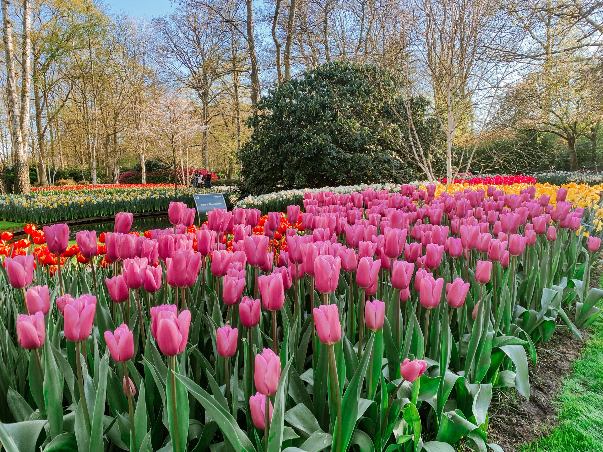 pink tulips